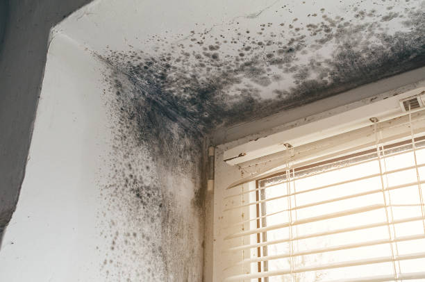 Affordable Attic Mold Remediation solutions in Vernon Hills, IL