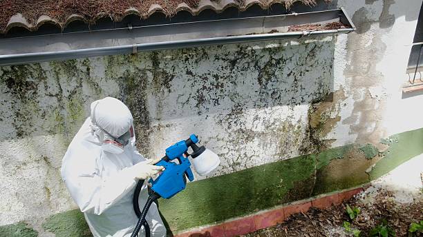Top rated local Attic Mold Remediation specialists in Vernon Hills, IL
